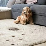 Carpet Cleaner North West London