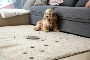Carpet Cleaner North West London